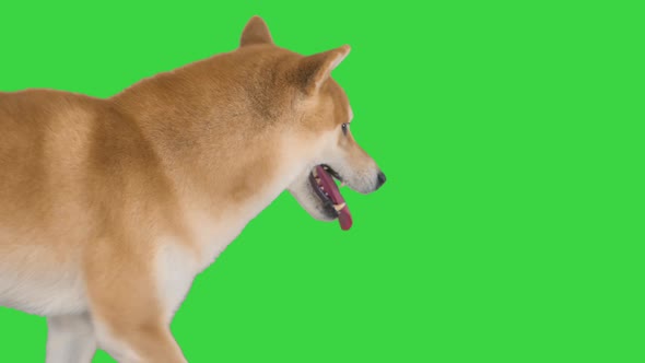 Walking Shiba Inu Red Dog on a Green Screen, Chroma Key.