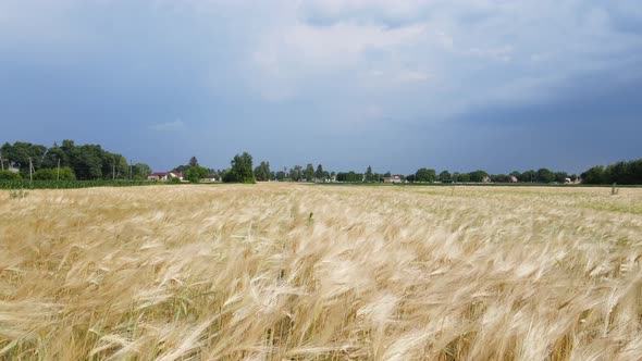 Flying Over Barley Field