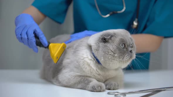 Veterinarian Cleaning Cat Fur With Special Deshedding Tool, Care During Moulting