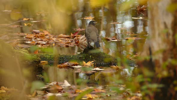 Blurry foreground mossy pond with fallen autumn leaves American robin walk out of frame