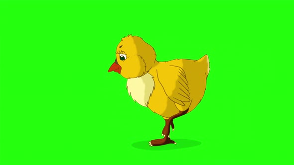 Little orange chicken walks and pecks (chroma key) 