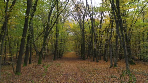 Brown Leaves on a Forest Path