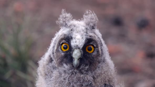 Gray Owl with Beautiful Eyes Look Forward Without Taking a Look