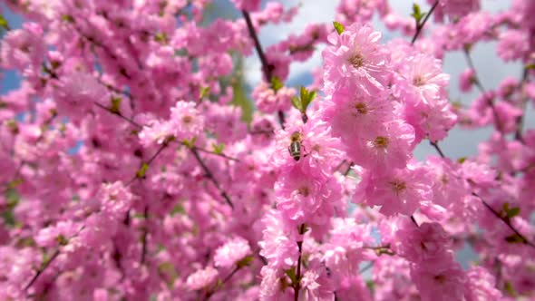  Sakura Pink flowers blooming