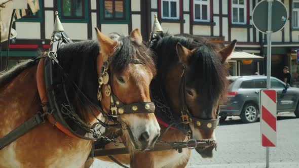 A Twin of Horse-drawn Thoroughbred Horses on the Street of a Small German Town. Carriage for