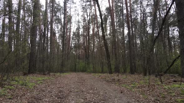 Aerial View of the Road Inside the Forest