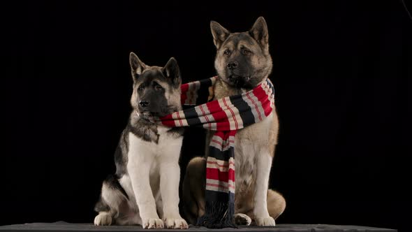 Two Dogs, One of Which Is Larger Than the Second, of the American Akita Breed, Sit in the Studio