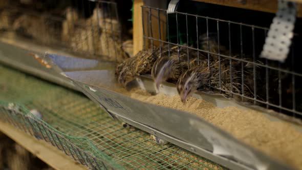 Livestock Business Concept. Quails in a Cage on a Farm