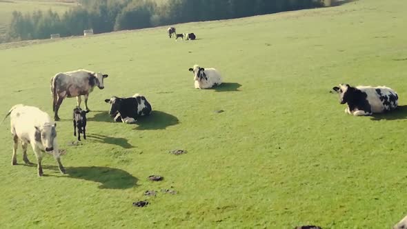 Slow pass through a herd of cows grazing on pasture in lush green field in north Wales uk
