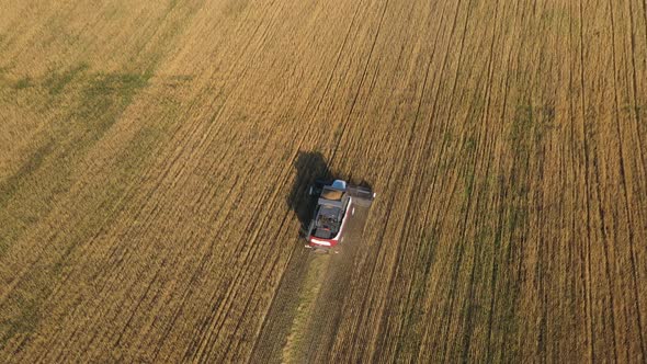 Harvesting of Wheat in Summer