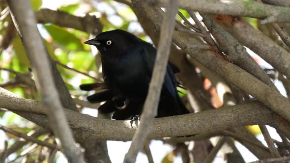 Brewer's blackbird makes sound