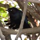 Brewer's blackbird makes sound - VideoHive Item for Sale
