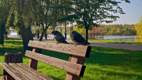 Close Up Birds Cityscape