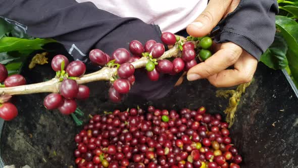 Worker Picking Coffee From his Farm