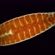 Leech of the family Glossiphoniidae under a microscope, order Rhynchobdellida - VideoHive Item for Sale