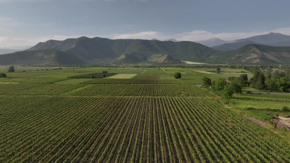 Aerial flight over beautiful vineyard landscape in Kvareli, Georgia