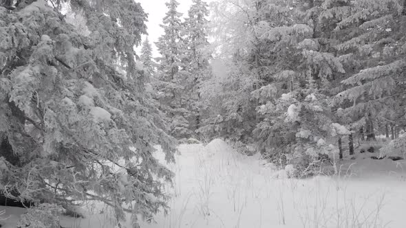 Aerial View of a Frozen Forest with Snow Covered Trees at Winter