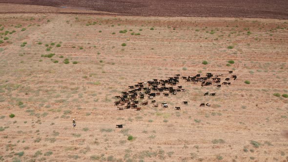 Aerial view of a Goat herd walking in a field.