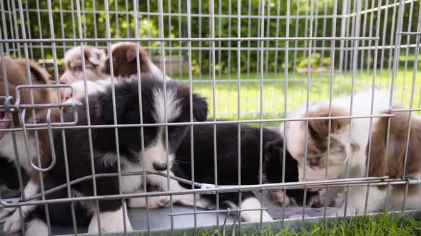 Cute Little Puppies in a Cage on Grass One Bites the Bars Two Kiss Each Other  Closeup