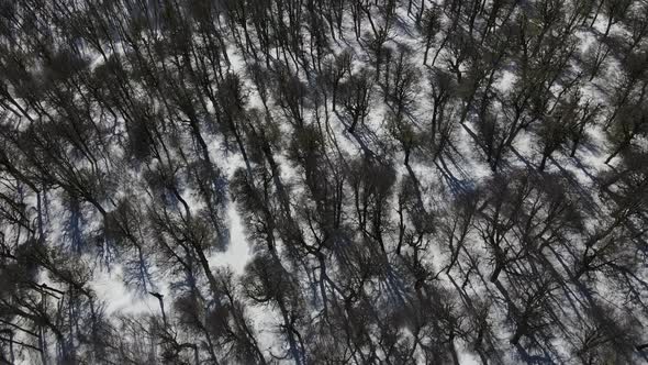 Drone shot that begins from above with a view of a snowy forest and goes up until you see on the oth