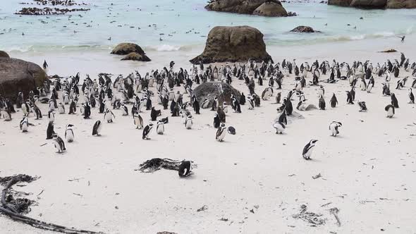African Penguins mill about on False Bay beach in Cape Town, SA