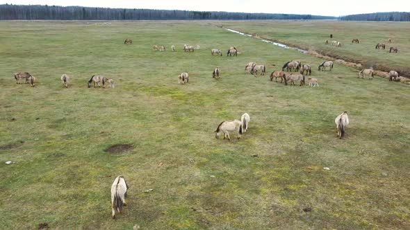 Wild Cows With Young Calfs and Heck Cattle Konik Horses and Foals Grazing 4K Dron Shot