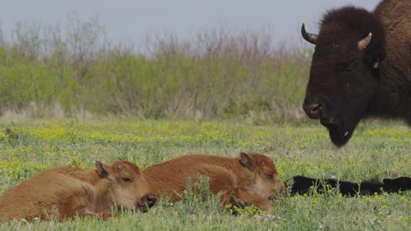 Bison calves resting in a prairie