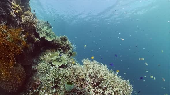 Coral Reef and Tropical Fish Underwater