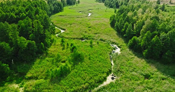 River and swamps in summer. Aerial view of nature, Poland.