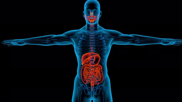 Digestive System 3d man anatomy x-ray liver