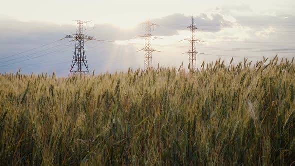 Power Lines At The Wheat Field