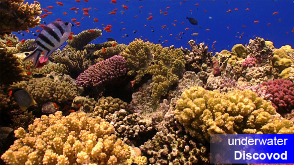 Colorful Fish on Vibrant Coral Reef 50