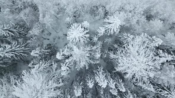 Aerial Top Down View of Winter Fitr Forest in Russia