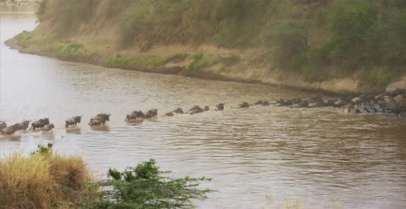 Herd of gnus crossing a river