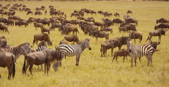 Zebras and gnus herd in the wilderness