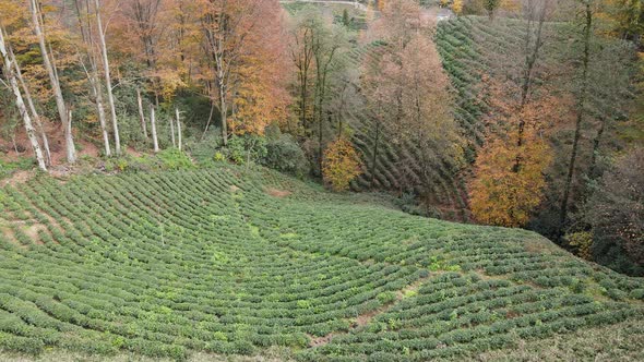 Autumn And Tea Gardens