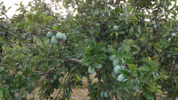 Plum Fruit Plant Agriculture Field