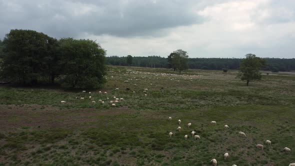 Sheep grazing at national park the Veluwe in the Netherlands, Aerial