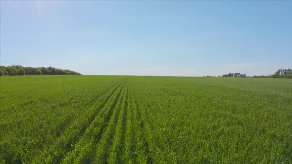 Aerial View of Natural Green Wheat Field. Green Wheat Stalks. Drone Flying Over Beautiful Natural