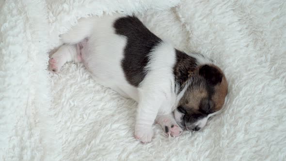 Newborn Puppy Sleeping