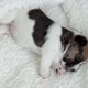 Newborn Puppy Sleeping - VideoHive Item for Sale