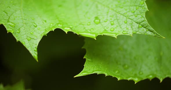 Water Drops on Leaf Surface