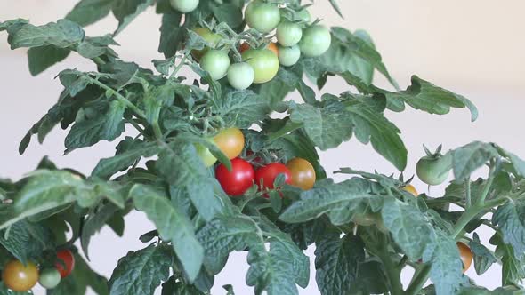 Bush Of Tomatoes In A Pot. Clusters Of Tomatoes Are Visible. Some Are Ripe, Some Are Still Green