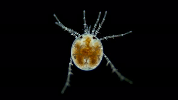 Water mite Hydrachnidia under a microscope, order Trombidiformes