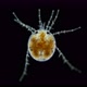 Water mite Hydrachnidia under a microscope, order Trombidiformes - VideoHive Item for Sale