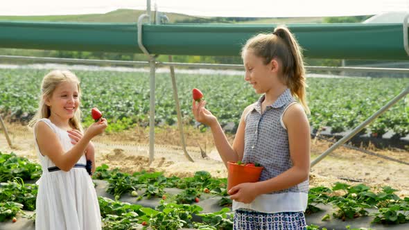 Girls holding strawberries in the farm 4k