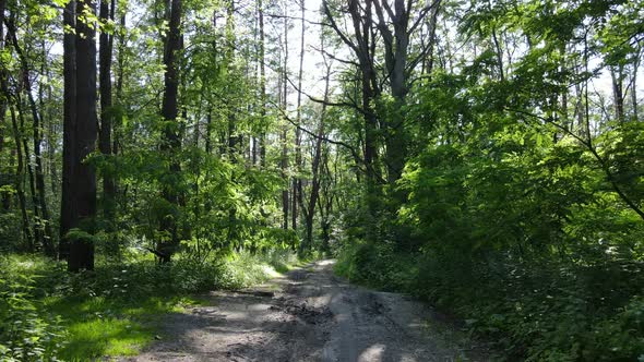 Beautiful Green Forest on a Summer Day Slow Motion