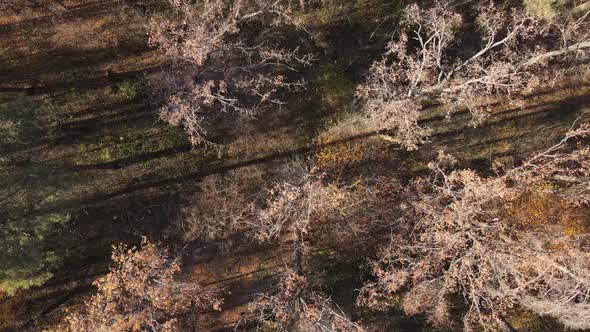 Forest with Trees in the Fall