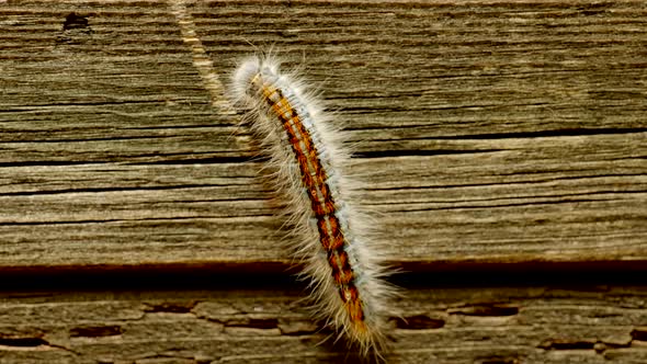 Extreme macro close up and extreme slow motion of a Western Tent Caterpillar moth walking on a wood