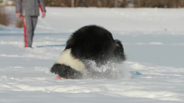 Funny Shetland Sheepdog Sheltie Collie Playing Outdoor In Snow